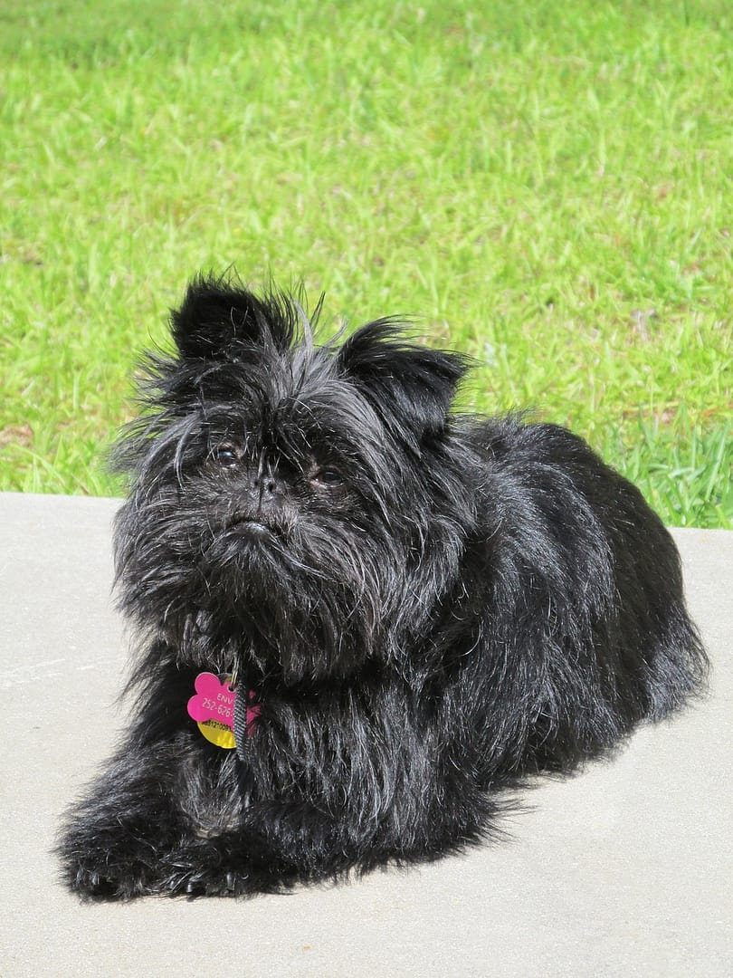 Affenpinscher Dogs