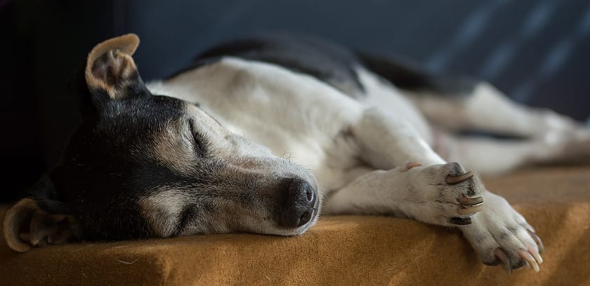 Senior Dog Care: How To Provide Comfort And Quality Of Life