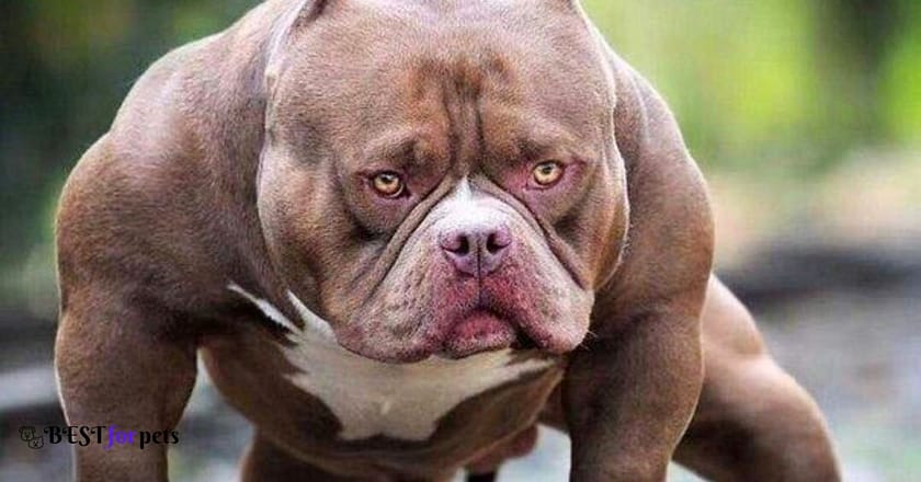 Top 10 Scariest Dog Breeds In The World