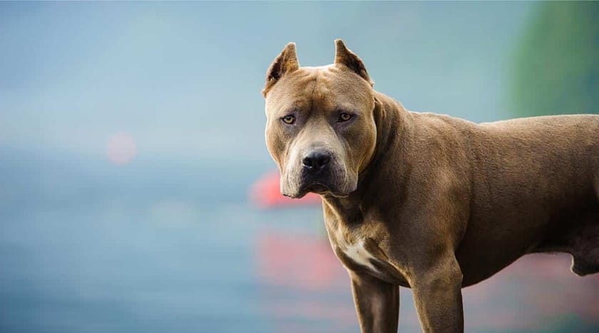 Top 10 Scariest Dog Breeds In The World