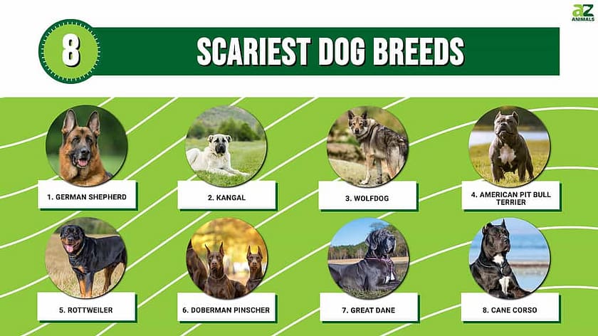 Top 10 Scariest Dog Breeds In The World