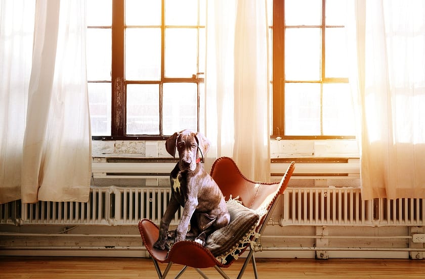 The Benefits Of Crate Training Your Puppy