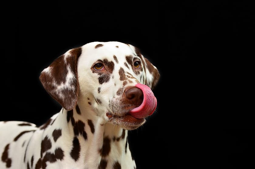 The History Of Dog Breeds: Uncovering Their Origins