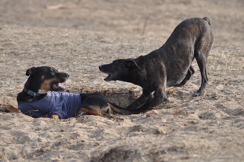 The Science Of How Dogs Communicate: Body Language And Signals