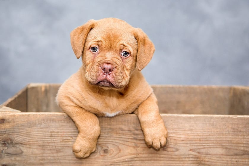 Cockapoo Vs Cavapoo: Best Breed Comparison