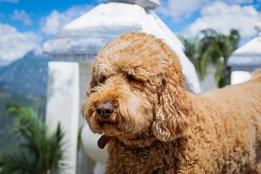 Doodle Dog Breeding: Health Considerations For Responsible Breeders