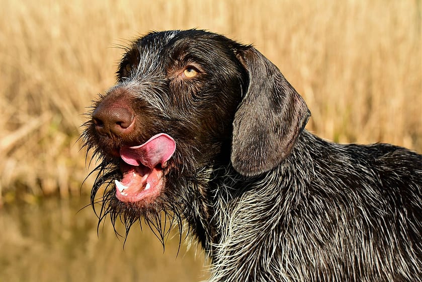 Help, My Dog Wont Stop Licking! What To Do About Hot Spots