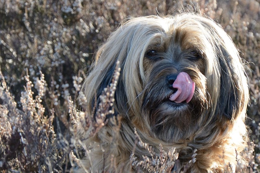 Help, My Dog Wont Stop Licking! What To Do About Hot Spots