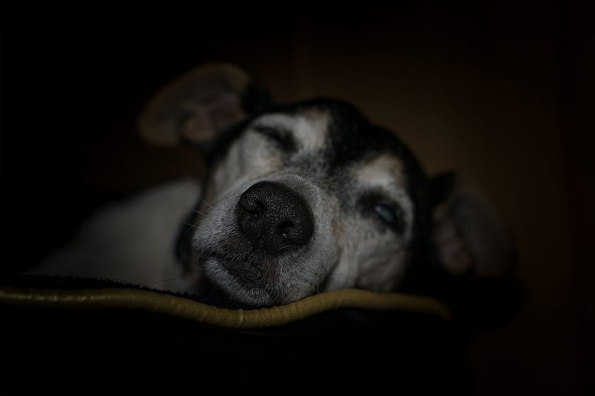 Senior Dog Care: How To Provide Comfort And Quality Of Life