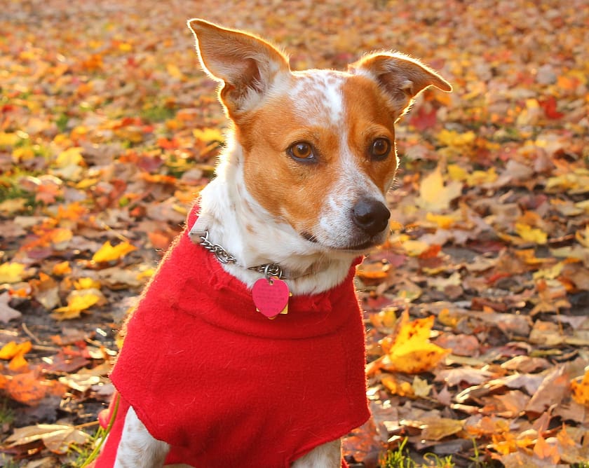 Understanding Separation Anxiety In Dogs And How To Help
