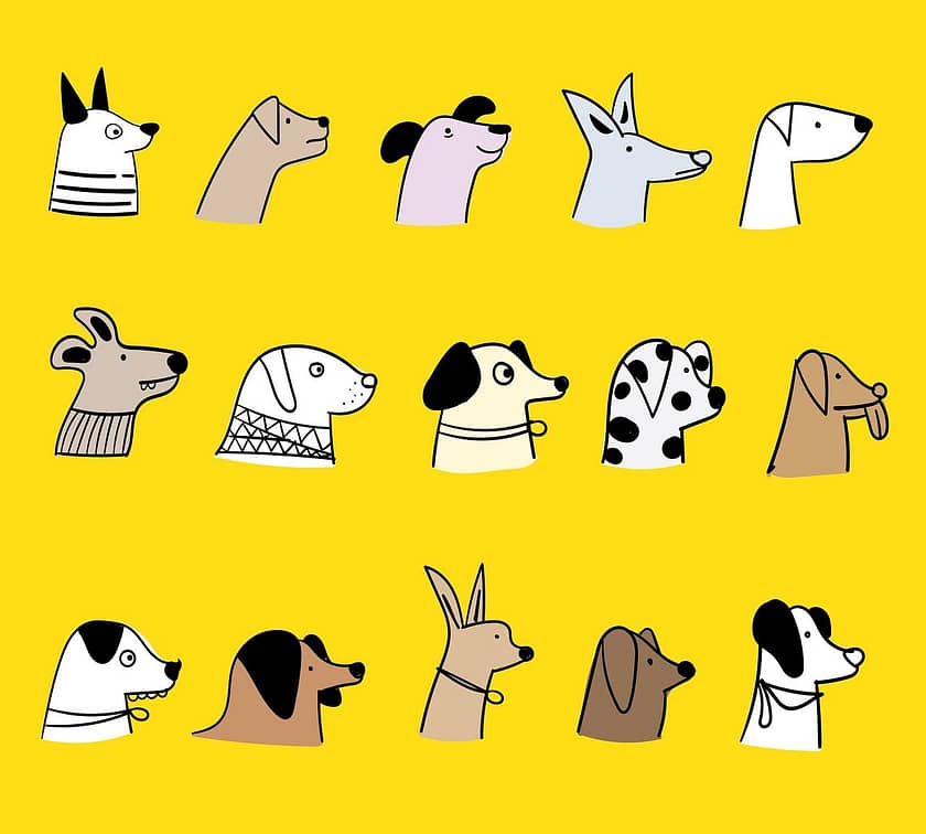 Doodle Dog Breeding: Health Considerations For Responsible Breeders