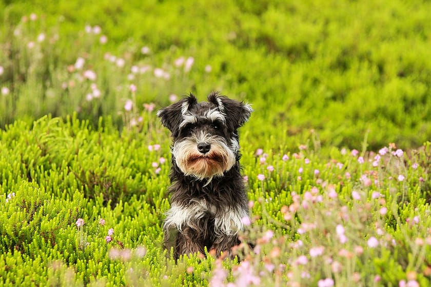 Schnauzer Shedding: Why Do Schnauzers Shed?