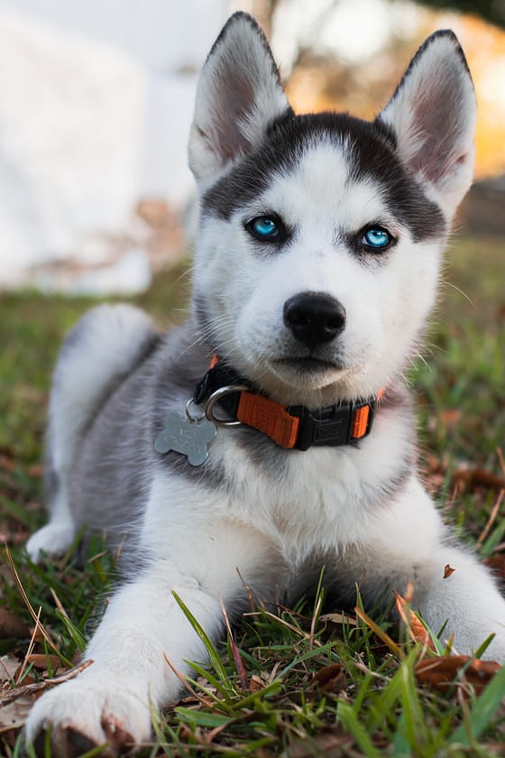 Siberian Husky Shedding: Why Do Siberian Husky Shed?