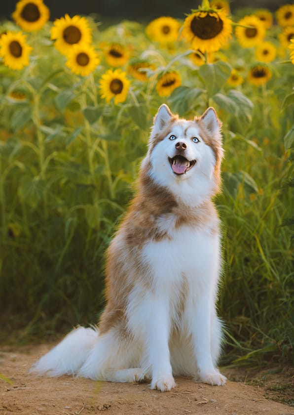 Siberian Husky Shedding: Why Do Siberian Husky Shed?