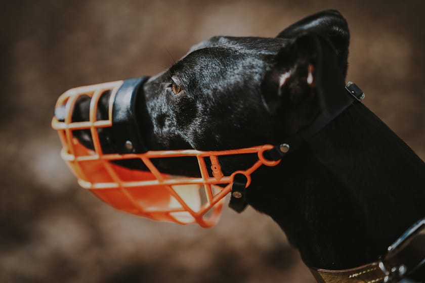 Whippets Shedding: Why Do Whippets Shed?