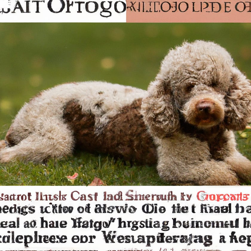 Lagotto Romagnolo Dog Breed | Italian Water Dogs Facts And Information
