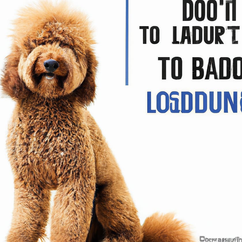 Goldendoodle Vs Bernedoodle: Comparing These Doodles..
