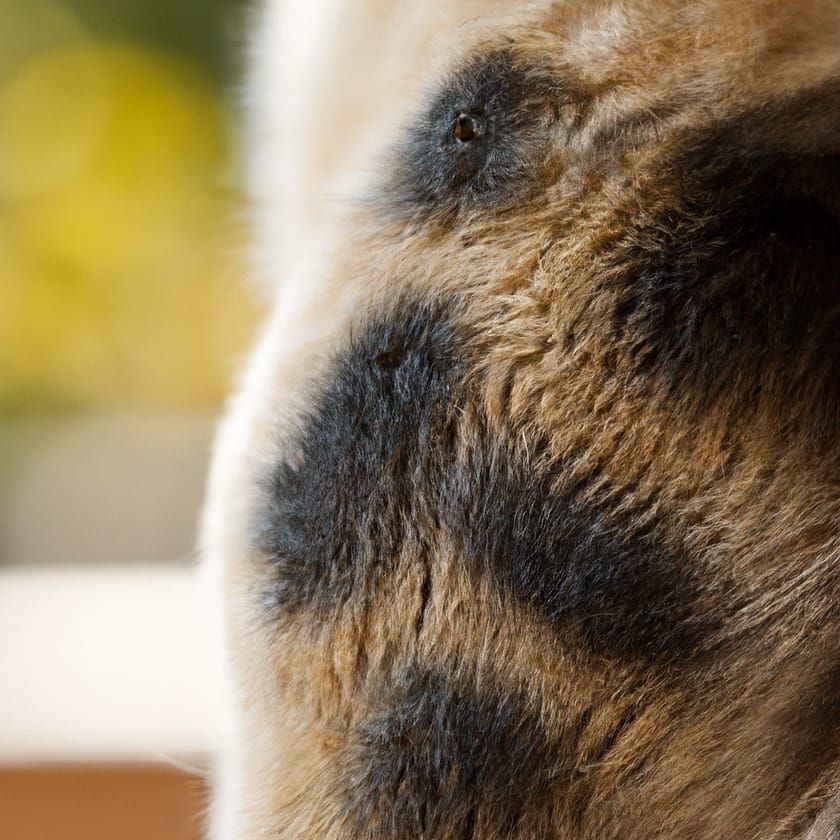 How To Spot And Treat Folliculitis In Dogs