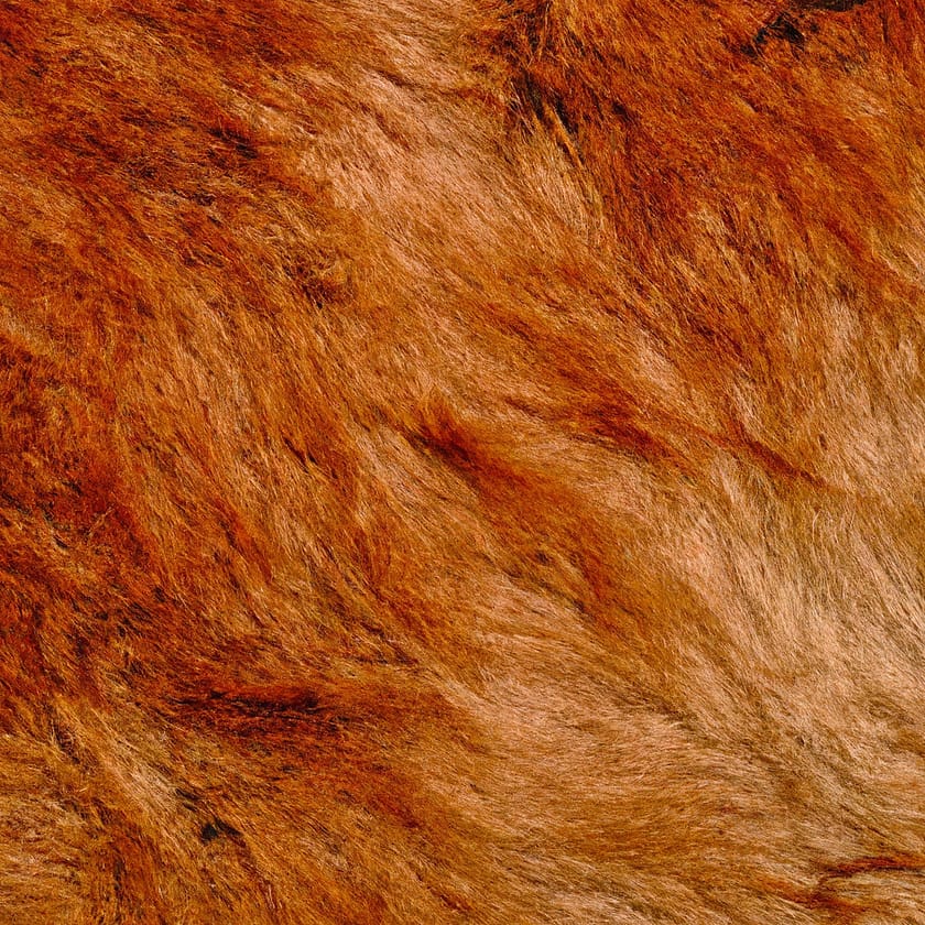 How To Spot And Treat Folliculitis In Dogs
