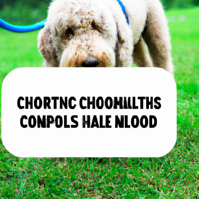 Recognizing And Dealing With Common Doodle Dog Health Issues