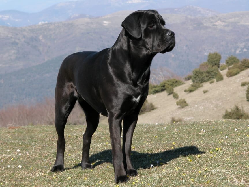 Cane corso shedding