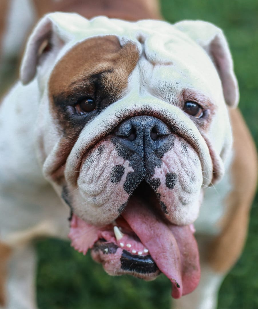 Why Do Bulldogs Shed