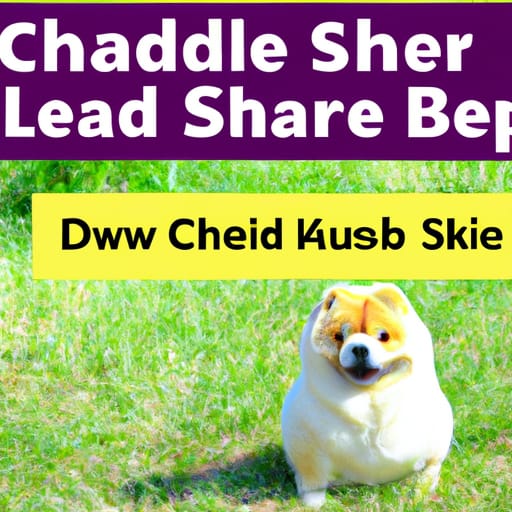 Do Chow Chows Shed? Chow Chow Shedding