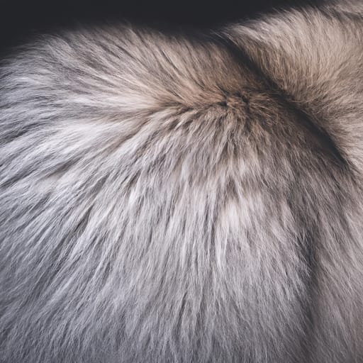 Siberian Husky Shedding: Why Do Siberian Husky Shed?